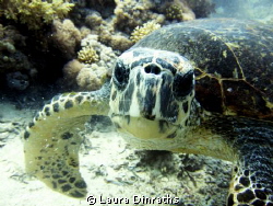 curious Hawksbill turtle by Laura Dinraths 